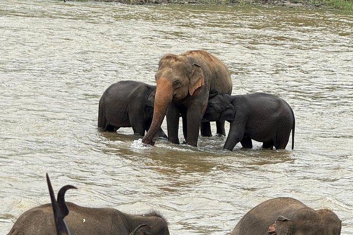 Private Kandy & Pinnawala Day Tour from Colombo