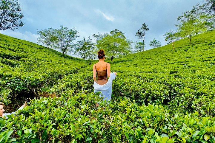 Tangalle to Ella Day Tour With Scenic Train Ride and Waterfall