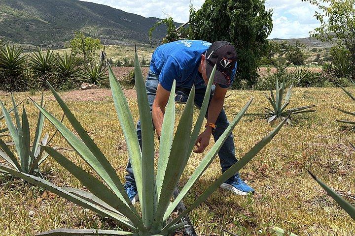 Authentic Mezcal Experience Oaxaca Small Group Local Producers