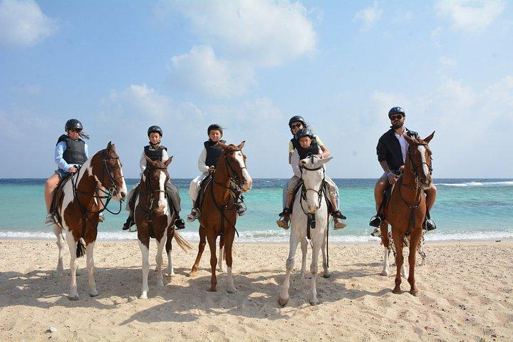 フルガダ乗馬砂漠ビーチと紅海スイムオプション