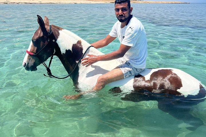 フルガダ乗馬砂漠ビーチと紅海スイムオプション