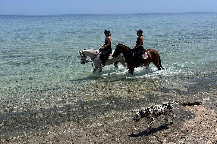 フルガダ乗馬砂漠ビーチと紅海スイムオプション