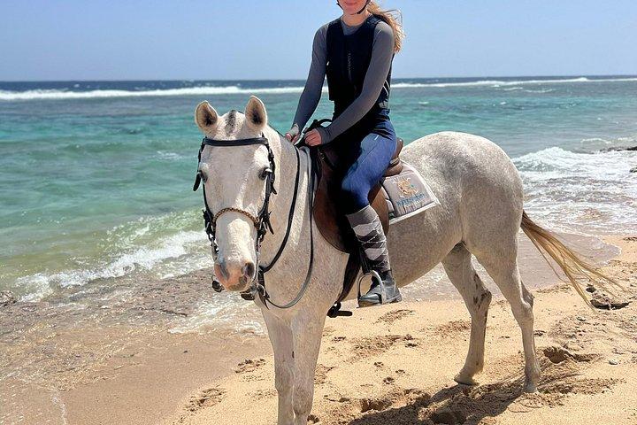 フルガダ乗馬砂漠ビーチと紅海スイムオプション