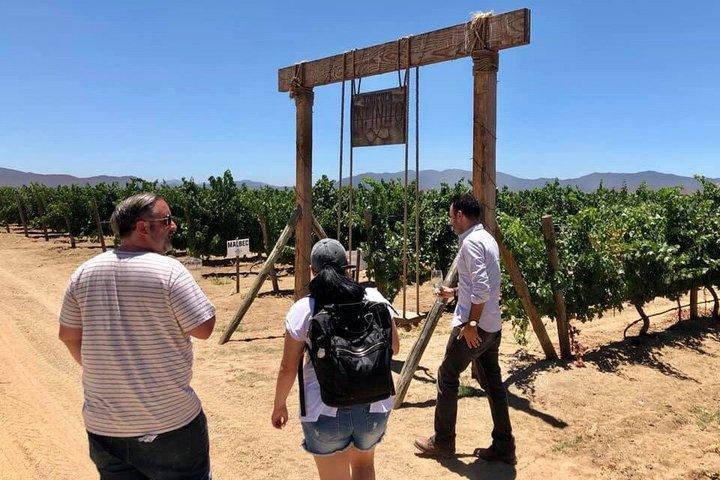 バジャーカリフォルニアのオホスネグロスバレーワインとチーズルートツアー