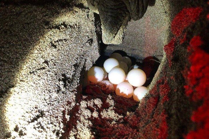 Nesting of Sea Turtles