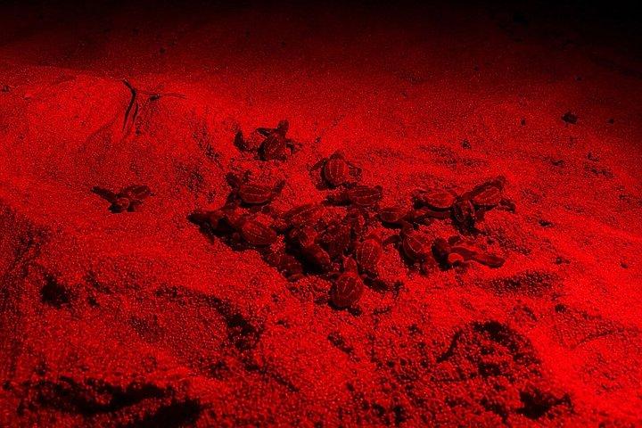 Nesting of Sea Turtles