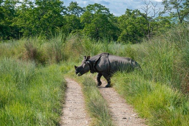 Chitwan Jungle Safari Escape : 3 dagar från Katmandu eller Pokhara