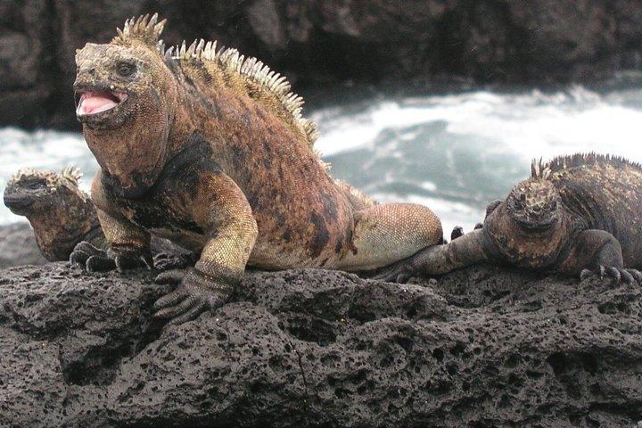 IslaPinzón-日帰りツアー-サンタクルーズから-ガラパゴス島