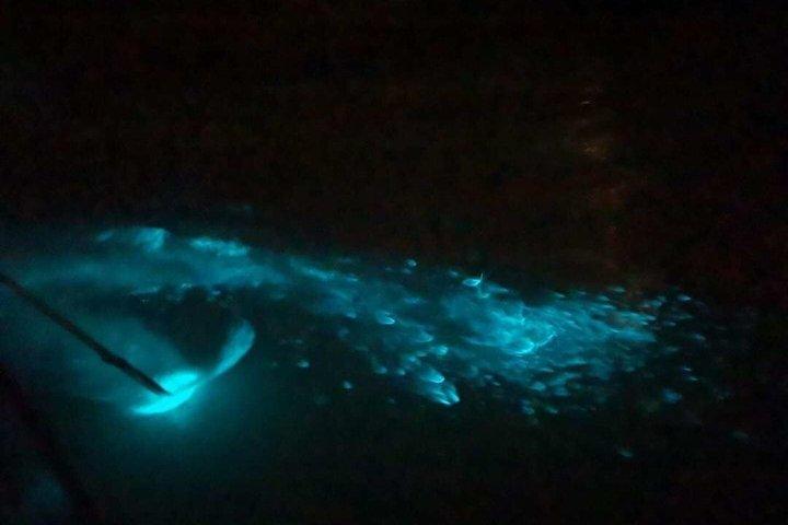 Kuala Selangor Eagle Fireflies and Blue Tears Guided Tour w Din