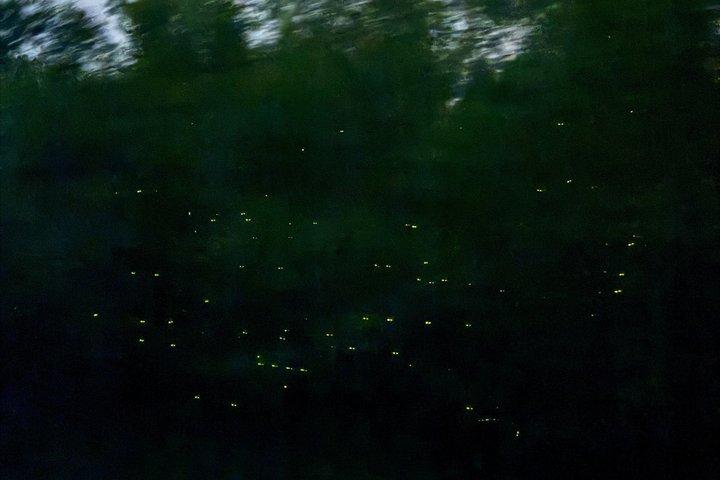 Kuala Selangor Eagle Fireflies and Blue Tears Guided Tour w Din