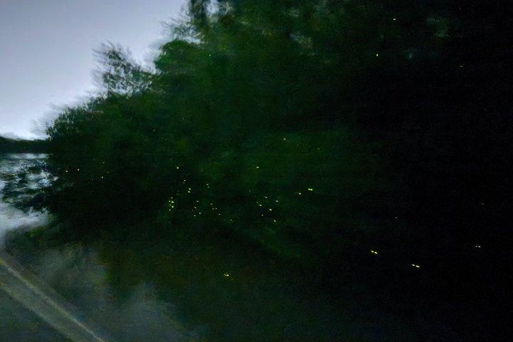 Kuala Selangor Eagle Fireflies and Blue Tears Guided Tour w Din