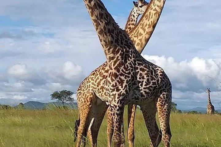 1泊2日サファリミクミザンジバル発