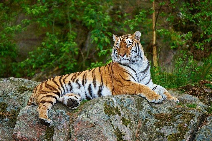 ゴールデン・トライアングル5日間ランサンボア・サファリ－タージ＆タイガー