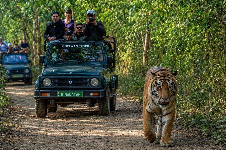 Chitwan Jungle Safari Escape : 3 dagar från Katmandu eller Pokhara