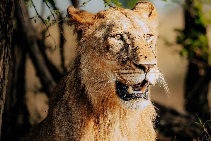 5 Day Group Camping Safari: Tarangire, Serengeti & Ngorongoro