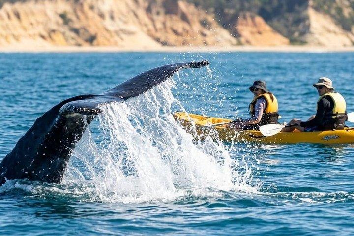 Noosa: Epic Whale Watching on Ocean Kayaks & Beach 4x4 Tour de viagens