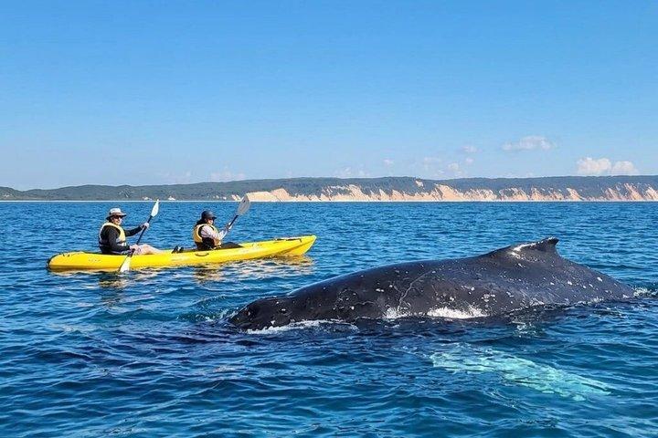 Noosa: Epic Whale Watching On Ocean Kayaks & Beach 4X4 Tour
