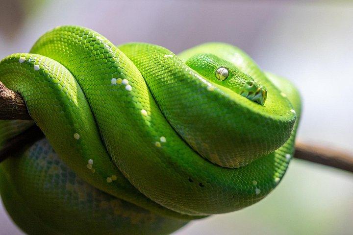 パラマタ川クルーズを含むブルーマウンテンズ日帰りツアー