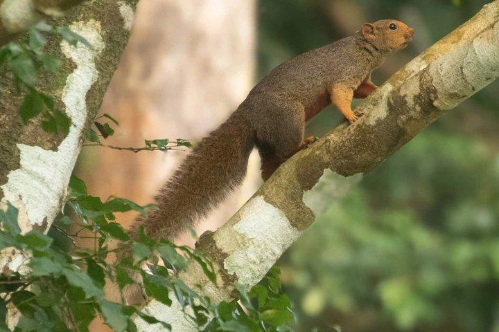 ソントラハイキング/トレッキングツアー：バンコピーク制覇と野生動物観察