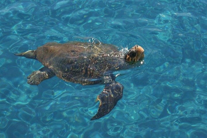 Zakynthos Glass Bottom Boat Tour Turtles and Island Swimming
