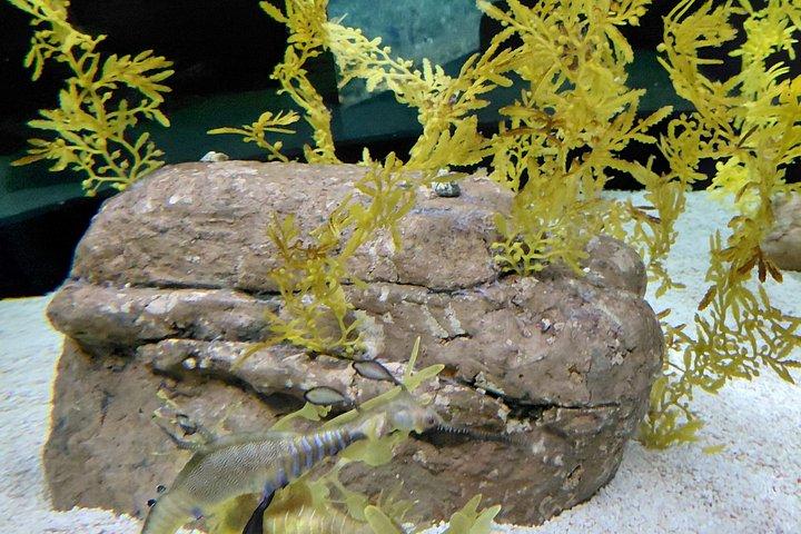 海、科学、そして景色：家族のような現代のリスボン