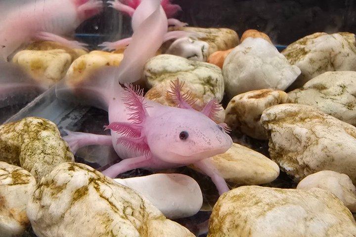 ソチミルコ自然保護区 - 人形の島 - コヨアカン