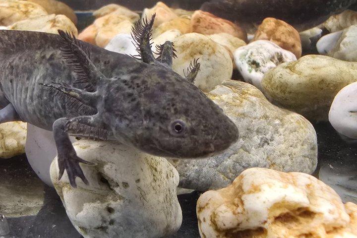ソチミルコ自然保護区 - 人形の島 - コヨアカン