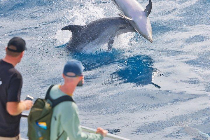 Bay of Islands Dolphin Eco Cruise Marine Wildlife Adventure
