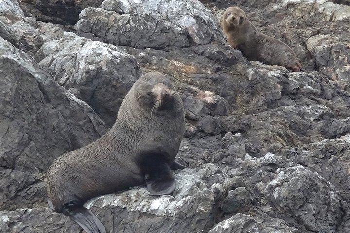 Bay of Islands Dolfijnen Eco Cruise Marine Wildlife Avontuur