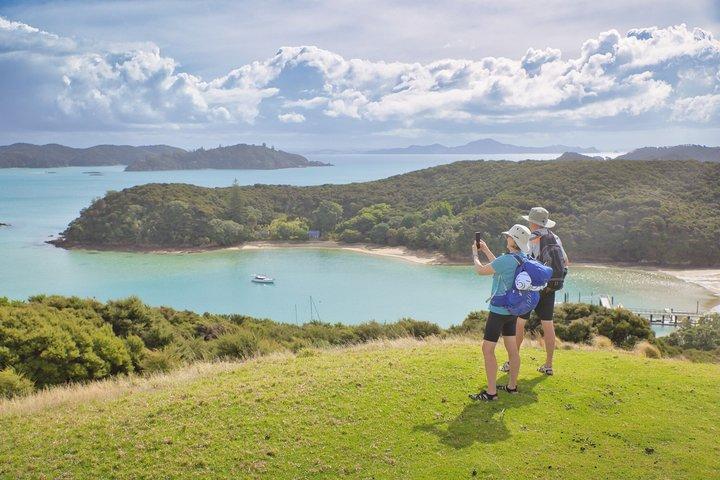 Bay of Islands Dolfijnen Eco Cruise Marine Wildlife Avontuur