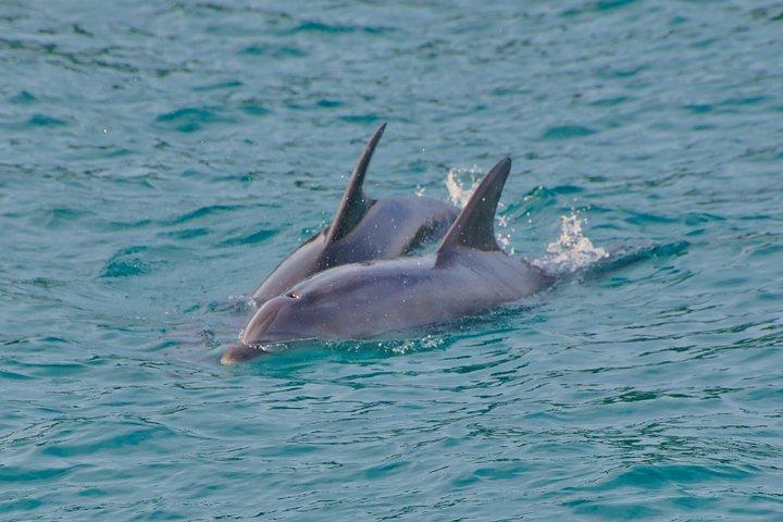 Bay of Islands Dolfijnen Eco Cruise Marine Wildlife Avontuur