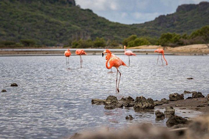 Curacao Personalized Beach Hopping Tour With Lunch