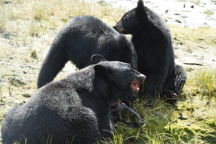 アラスカ野生動物の滝ツアー