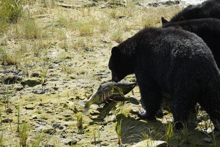 アラスカ野生動物の滝ツアー