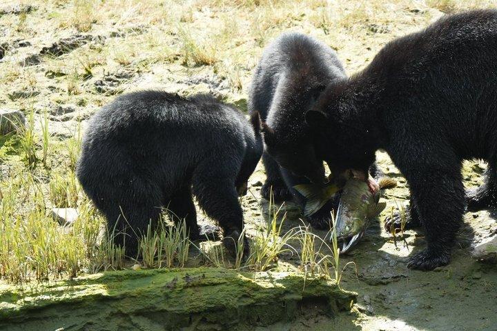 アラスカ野生動物の滝ツアー