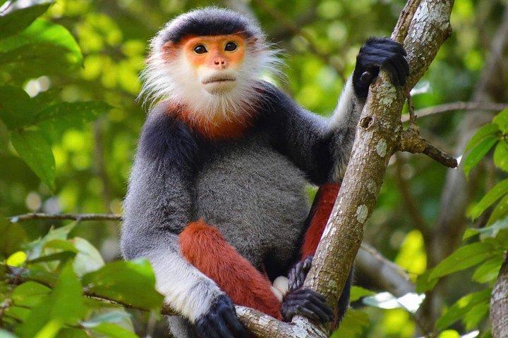 ソントラハイキング/トレッキングツアー：バンコピーク制覇と野生動物観察