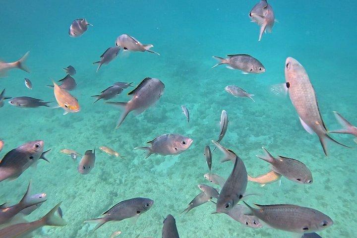 THE LOCAL WAY : Turtle & reef coral Snorkeling experience