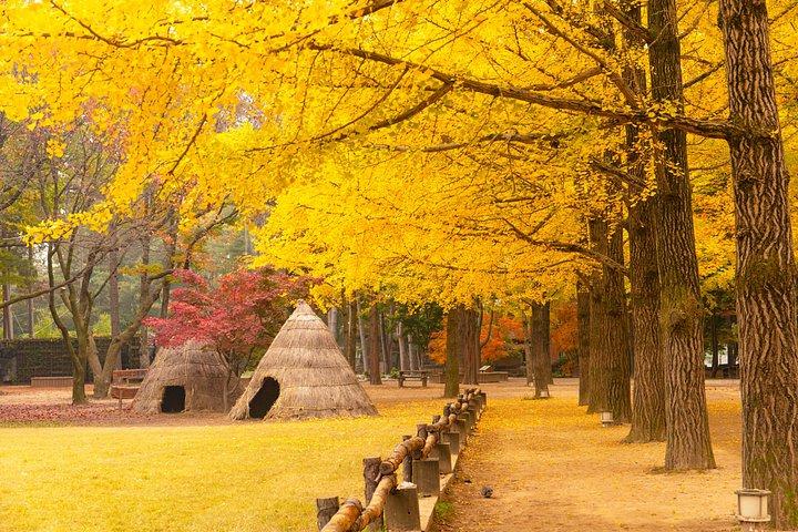 ナミ島日帰り旅行、アチムゴヨ樹木園付き