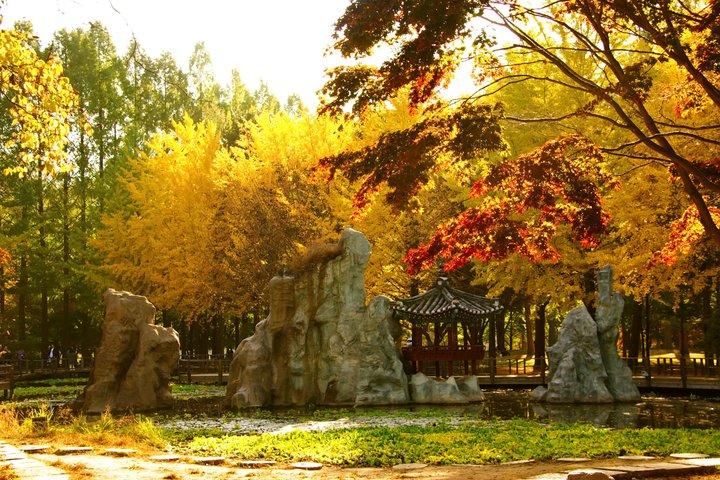 Day Trip to Nami Island with The Garden of Morning Calm