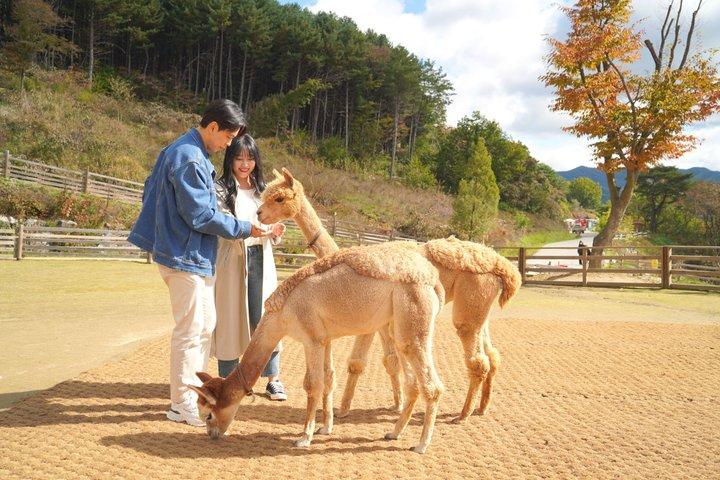 Alpaca World, Nami Island med valgfri jernbane tur fra Seoul