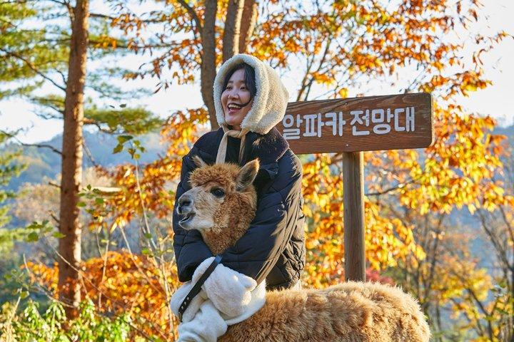 Alpaka World, Nami Island und Garden of Morning Calm ab Seoul