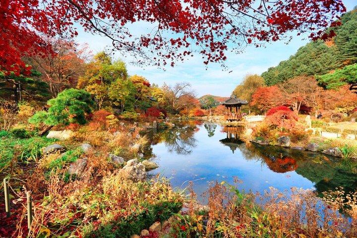 Alpaka World, Nami Island und Garden of Morning Calm ab Seoul
