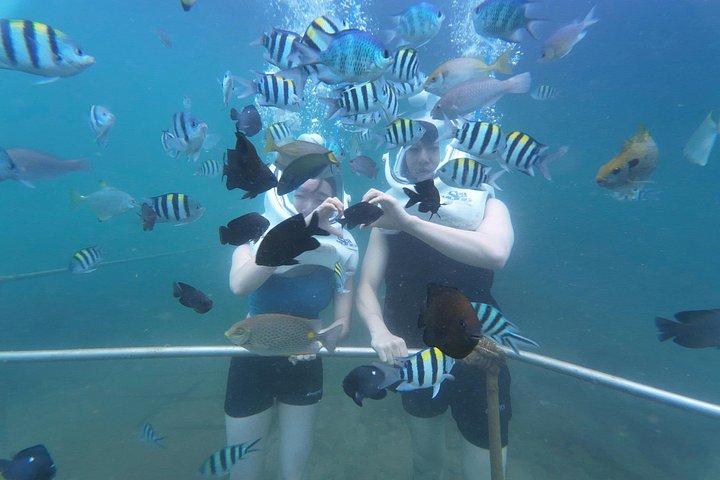 水中ウォーキングエクスカーションでホイアンからの終日チャム諸島クルーズ