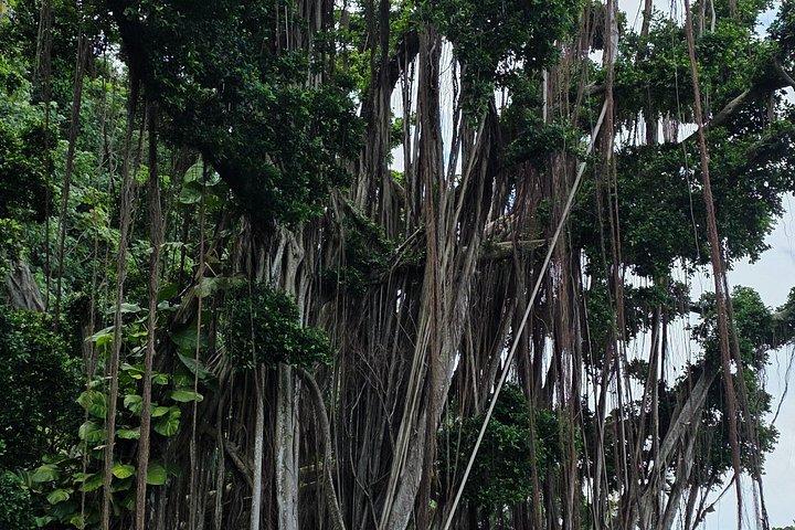 タイヌイと一緒に西タヒチからテアウポオまでの神話の旅