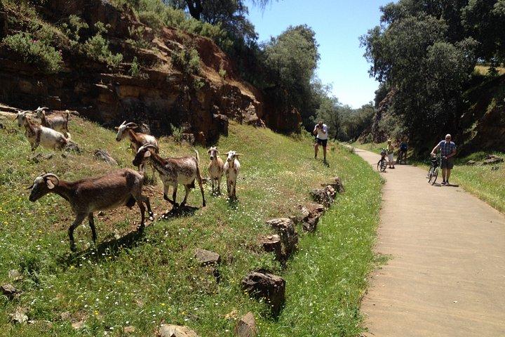 シエラノルテ自然公園へのプライベートEバイク終日小旅行