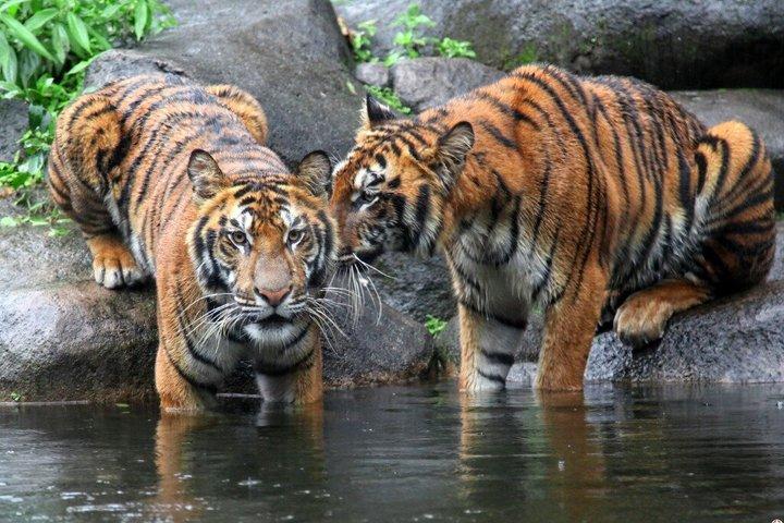 4 Days Golden Triangle with Ranthambore Safari