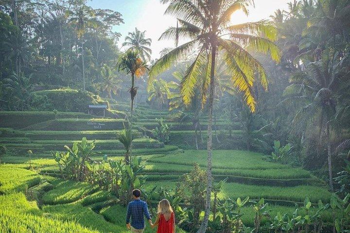 Bali Swing, Bosque de Monos y Cascadas de Ubud - Tour Privado