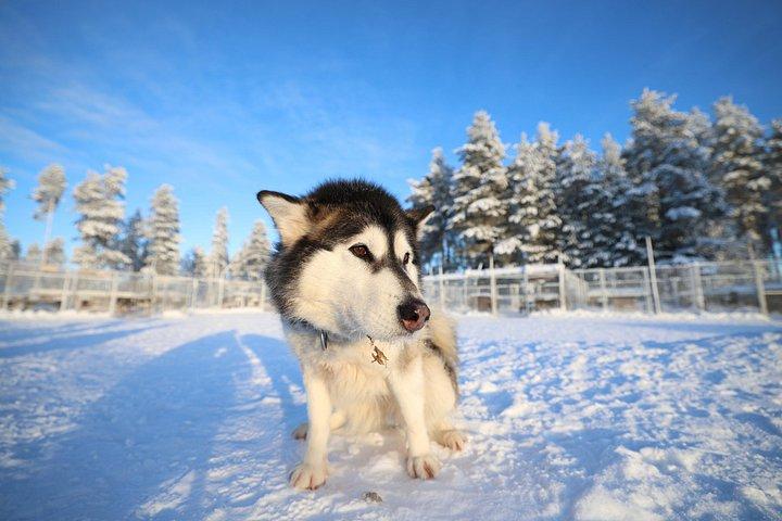 Rovaniemi Lapland Husky Experience 5km