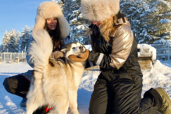 Rovaniemi Lapland Husky Experience 5 km