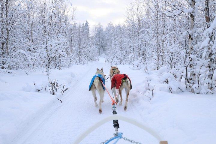 Rovaniemi Lapland Husky Experience 5 km